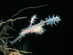 Ornate Ghost Pipefish found in Komodo. Shot with Nikon D1... by Patrick Burke 